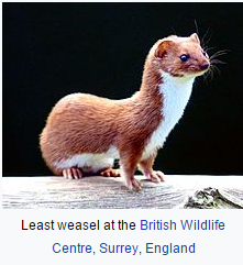 this is it, my favourite animal name.