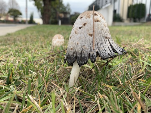 Shaggy Manes (Coprinus comatus)