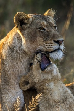 wolverxne:  Lioness and Cub | by: { Bahaadeen