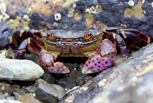 purple shore crab (Hemigrapsus nudus)San Mateo county CA April 2015 / T3i /