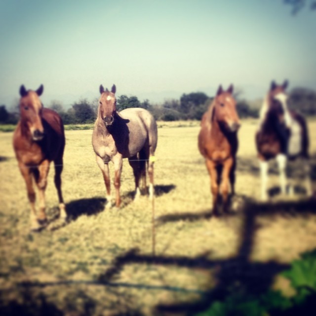 #my #baby #rocio #beautiful #horses #mi #consentida #preciosa #de #mami #la #mejor