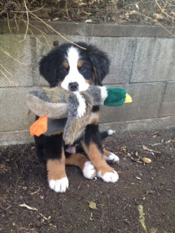 awwww-cute:  Duck Hunter 