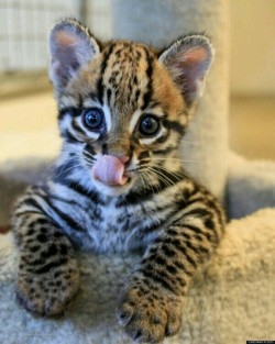 Cute-Pet-Animals-Aww:  Baby Ocelot Licking His Lips :) 