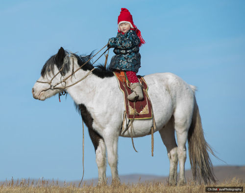 horsesarecreatures:Mongolian Horses - Batzaya Photography