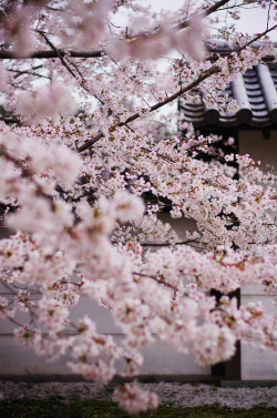 yuikki:  garden of bloom by yuuukiii on Flickr.