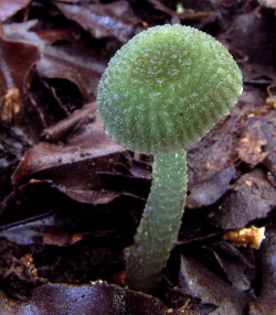 libutron:  Hygrocybe stevensoniae | ©Steve Reekie    (Aotearoa, New Zealand) Syn. Gliophorus viridis, Hygrocybe viridis, Higrophorus viridis (Agaricales - Hygrophoraceae) Distribution: Australia, Tasmania, New Zealand. These green mushrooms are covered