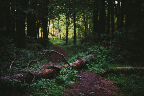 euphoricspirit: Dark Forest by .monodrift on Flickr.