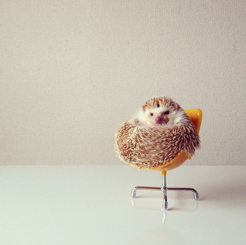 nonsolokawaii:Darcy The Flying Hedgehog (via)