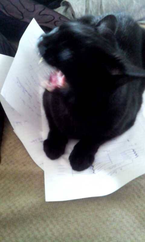 sombre-songbird:Me and my cat ,Oscar, who hates me (but loves me at night when theres