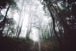 elenamorelli:  { springtime mist }