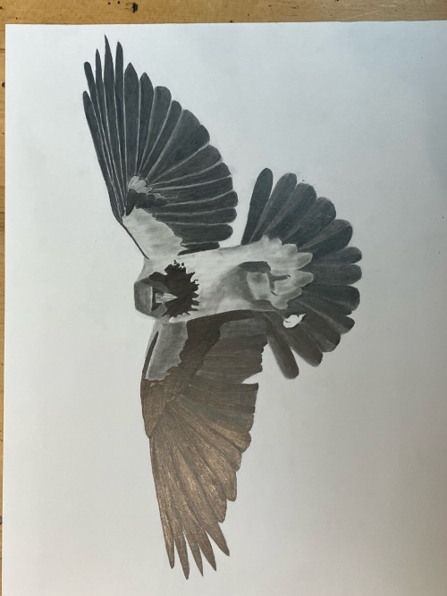 Did This Last Night With Graphite Pencil