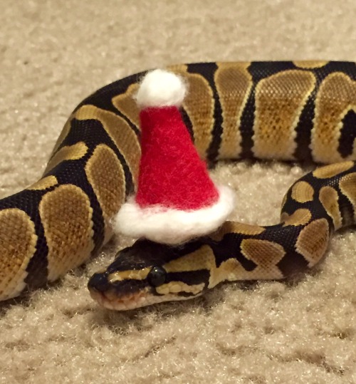 sir-isaac-snewton:Happy Snolidays from Bumble!