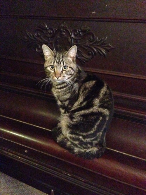 some1s-sista:Handsome boy (Sassafrass) on his new perch, the 1901 piano! Handsome butthead.