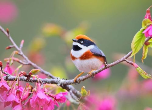 trans-mando:awesome-picz:This Bird Is Called The Black-Throated Bushtit And Yes, You Read That Right
