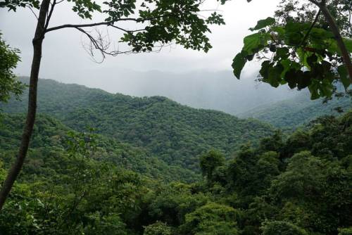 natejoiner: Jungle View