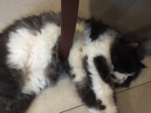 nyanyakittykitty:  Someone pls explain this sleeping position to me