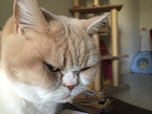 dancing-little-shit:  catsbeaversandducks:  Meet Japanese Grumpy Cat, Who Is Even Grumpier Than The Original One Meet Koyuki, the Scottish fold cat that is angrier than Grumpy Cat, and with whom Koyuki will no doubt battle one day for Internet supremacy.