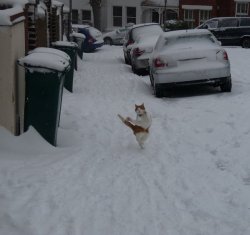 ayujochuu: …she sure likes snow. 