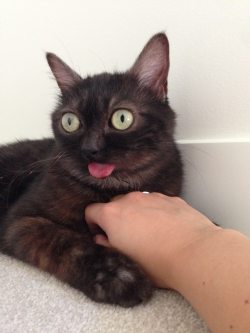 dailyblep:  Wide eyed blep. / via 