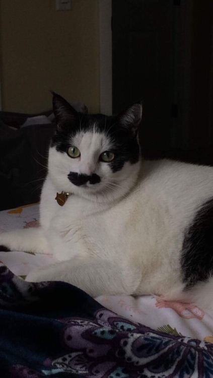 fuckyeahfelines: Here are some photos of my child, Winnie. She is a mustache kitty (submitted by noo