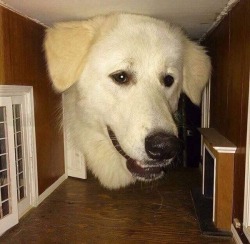 bogleech:  cool facts about this photo this is a normal house and there isn’t any more body to this dog
