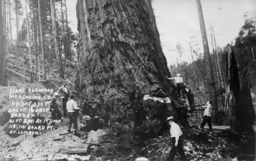 Postcard reading &quot;Giant Redwood, Mendocino County. Height 330 feet, 204 feet to first 