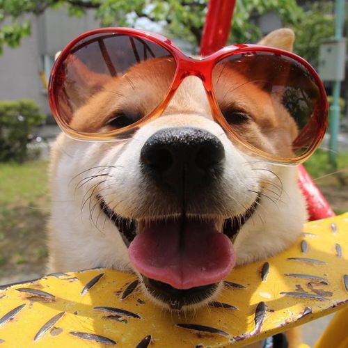 Say Hello to Uni, Perhaps the Happiest Shiba Inu in All of Japan Who Loves Playground Equipment