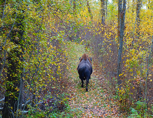 wapiti3:THE SLOWER YOU GO THE BIGGER YOUR WORLD GETS!my hiking buddy! he stayed with me for about 6 