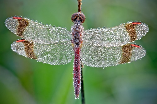 grace-from-dogville:  Macro photographs of dew-covered dragonflies and other insects by David Chambon 