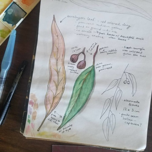 Pages from this mornings nature journal workshop at @patagoniapasadena - it was tons of fun and I ca