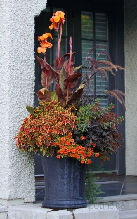 Cannas work well in containers- don’t spread that way!- & this one with the burgundy strip