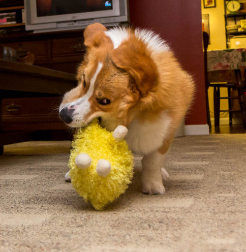 thefrogman:Otis shaking his sheep + high speed shutter = jiggly corgi face shenanigans. 