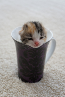 catsbeaversandducks:  Would you like a cup