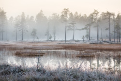 tiinatormanenphotography:  First frosty morning for this autumn.  :)  29th Sep 2015, Southern Lapland, Finland.  Tiina Törmänen | web | FB | IG |  