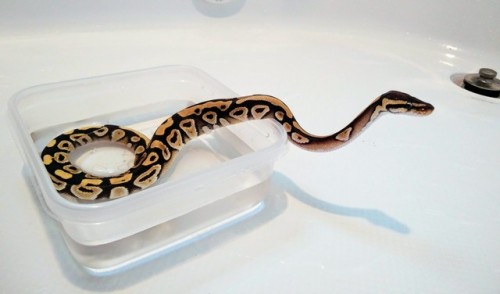 andromeda-says-hi:Bath Time!!!!!