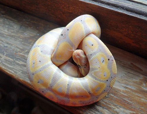 applepythons:I named the new girl Braithe, which is a Welsh name meaning ‘freckled.’