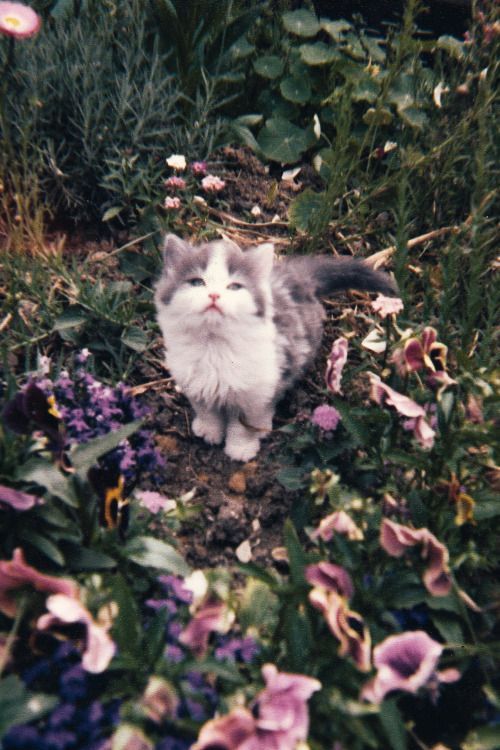 daily–cats:  ♡♡♡ Cats adore flowers adult photos