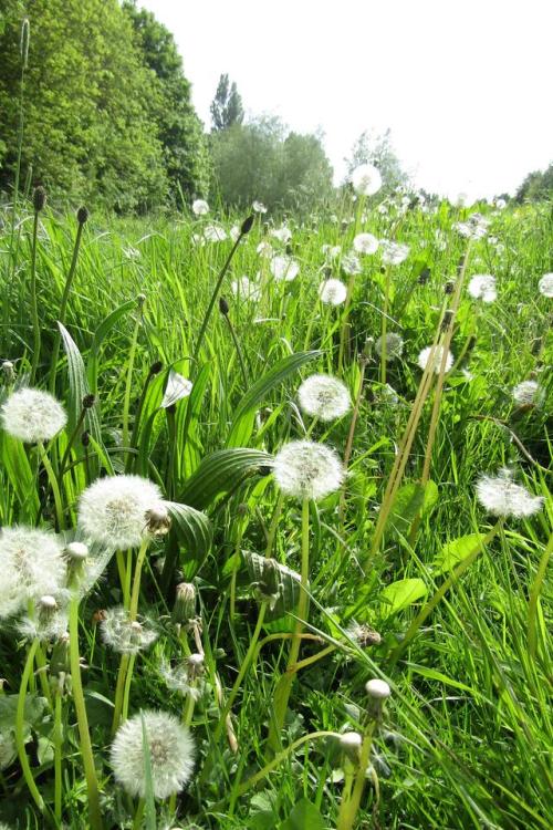 xscape-photography: Taraxacum | © Xscape Photography