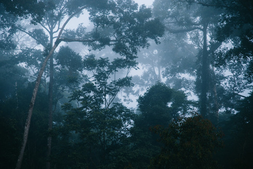 90377: In the jungle. Danum Valley by Paulina Wierzgacz