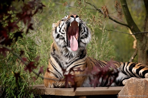 brookshawphotography:  Fabi, male Sumatran Tiger at Chester Zoo, ably demonstrating the classic big cat yawn… :-) Big cats will often yawn twice in quick succession so, if you miss the first one, get ready… 