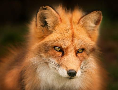 everythingfox: Eyes Brighter Than the Sun Photo by Stefan Ecker