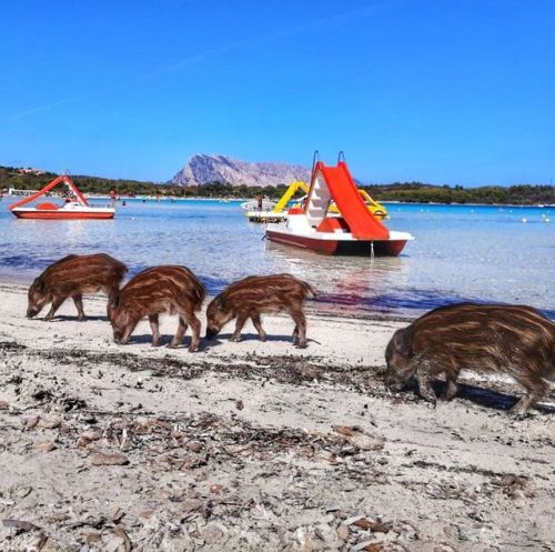 Intanto a Cala Brandinchi, San Teodoro. Questa foto è di Mara Manca @mara.manca Mostrate la b