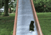 Funny Gif