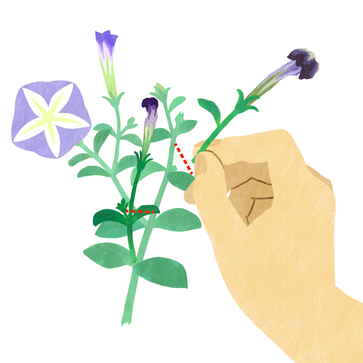 Akiyo Yamashita Illustration ペチュニアの手入れ 上 花ガラ摘み 結実しないよう 咲き終えた花を花柄 の根元から摘み取ります