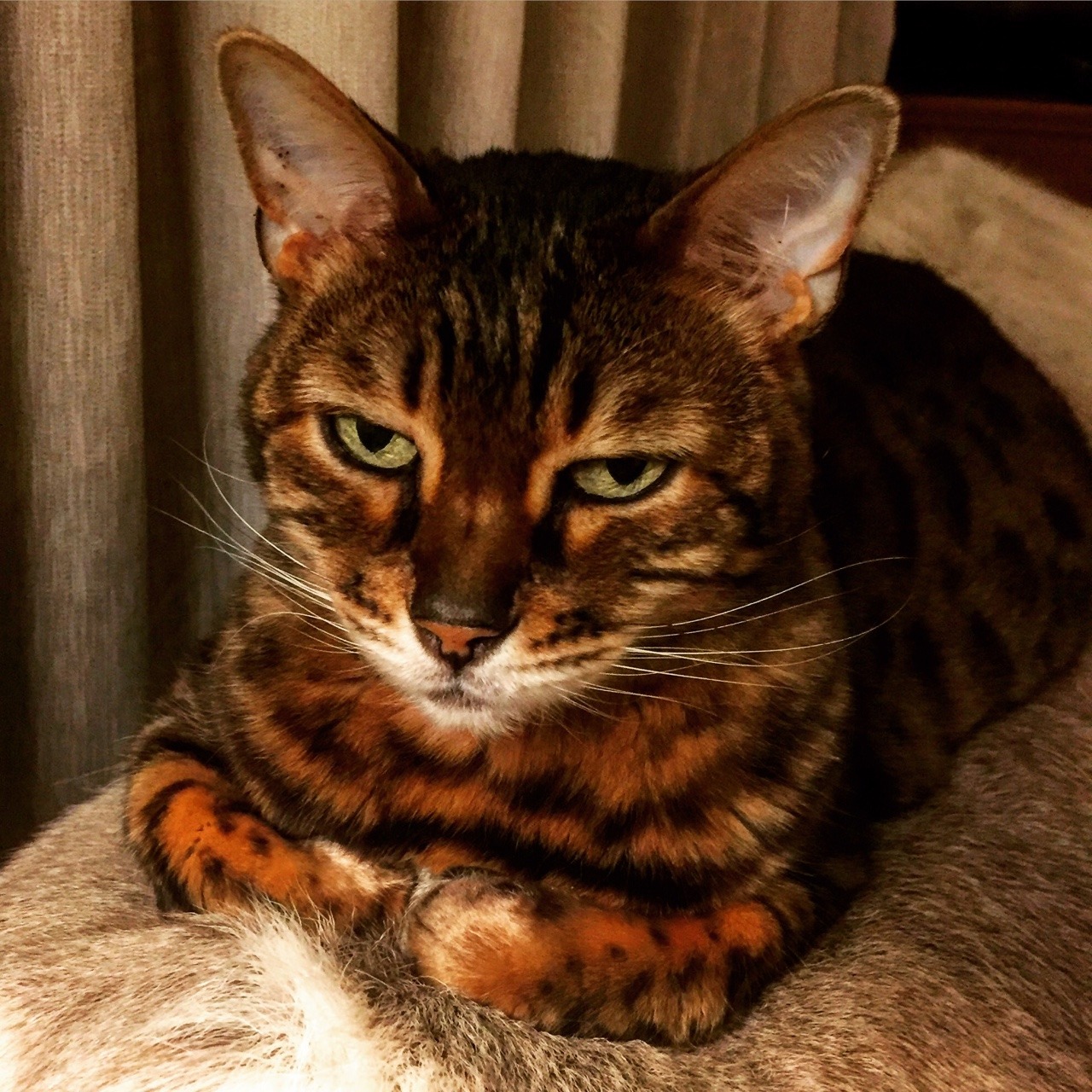 <p>Imperial Grand Premier Zawadi Olympia our foundation queen 10 years old this year 
#kittensofinstagram #bengalkittens #bengalkitten #bengallove #Bengals #bengalcats #kittens
#beautiful #bengal #bengalcat #bengalofinstagram #bengalcat #catsofinstagram #nevaehbengals #cats #kittens #wildcat #photooftheday #catoftheday #bengallove #lovekittens #bengalworld #ilovemycat #lovecats #cutepetclub #bengalcatassociation #bengalkittensforsale #nevaehbengals #kittenoftheday #kittens #kittenlove #kittenloversofinstagram #bengalcatassociation</p>
