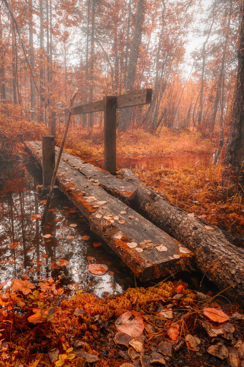 Porn ponderation:  Autumn Bridge by   Tuomo Arovainio photos