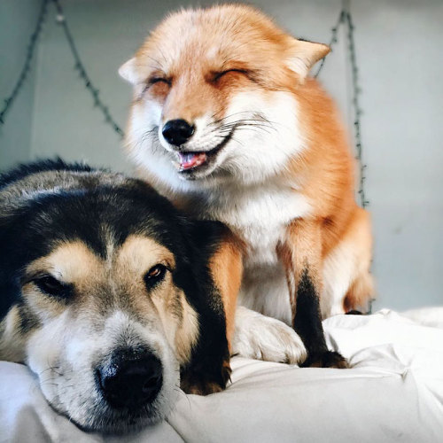 awesome-picz:    Pet Fox Becomes Best Friends With A Dog.