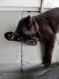 unflatteringcatselfies:  This is my neighbor’s cat but she visits me all the time and I love her