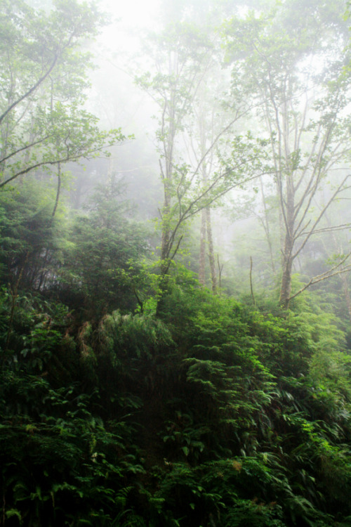 bright-witch:Luminescence Print Shop