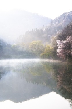 Porcvpine:  By: (Jae Youn, Ryu) 